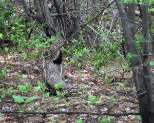 Ruffed grouse obscured by branches