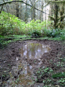 elk wallow in the timber
